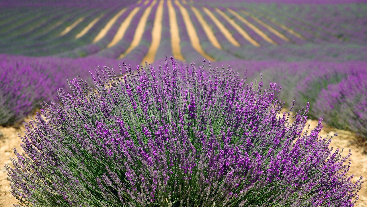 Imágenes del punto de interés Campos de lavanda