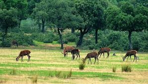 Imágenes del punto de interés Parque Natural de Cabañeros